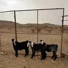 تيوس بري سمان