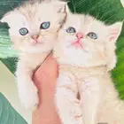 سكوتش فولد سكوتش ستريت