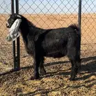 تيس عارضي(تم البيع خارج الموقع)