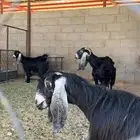 معزى متابيع