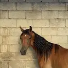 مهره واهو