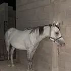 خيل للبيع