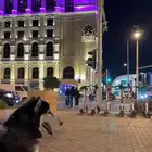 كلب هاسكي للبيع