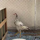 دجاج باكستاني سنود