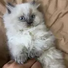 للبيع العاجل قطط
