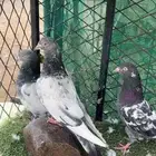 حمام باكستاني للبيع