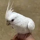 كروان هدد متكلم