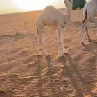 للبيع قعود قصب سمين العمر شهرين