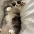 كيتن بيكي فيس
