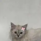 قطط