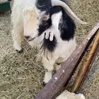 تيس ثني حار