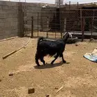 عنز