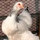 براهمه كولمبي كونك