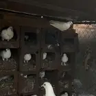 حمام للبيع الموقع الجايزه