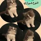 قط شيرازي لعوب