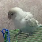 روز