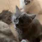 قطط