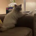 قطه هملايا لتبني عمر 6 شهور