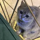 قطه للتبني