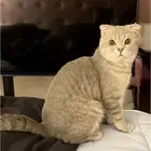 مكافاه ماليه لمن يحصل عليه في غرناطه