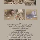 اسكوتش فولد و استريت للتزاوج