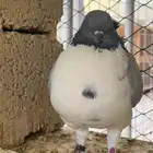 جوز كنق رديوس