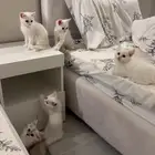 قطط للتبني