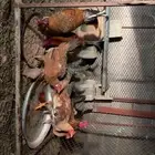 دجاج بلدي للبيع