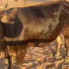 عجله المانيه صغيره