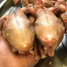 فروخ حمام زاجل