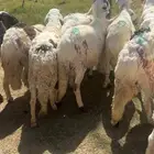 طليان سواكن مرابي العدد 20 كلها جذعان وفل شحم