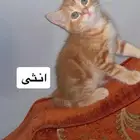 قطط للبيع 100 للواحد كيتن قطط صغيرة