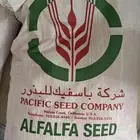 بذور امريكي باسفيك