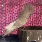 حمام جاكوبين