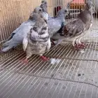 حمام