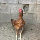 دجاجة باكستاني