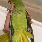 طير دره أليف مشاءالله ولعوب مع الأطفال والكبار