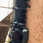 معزاء عوارض العدد عشر مضاريع