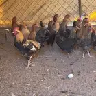 دجاج بلدي حضان بياض على الشرطط