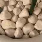 نخله بلاستيك مع الرخام والاحجار حقتها مره حلوه وتنفع لمكتب