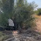 فسائل نخل خلاص للبيع احجام كبيره وبعضه متمر