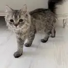قط مفقود
