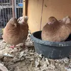 كنق اصفر للبيع