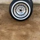 للبيع جنوط دمعه مايله الاماني اصلي