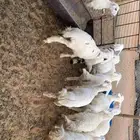 بهم تربيه