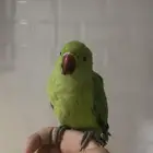 ببغاء دره اليف