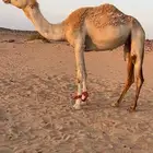 ناقه هجن بنت المتحد جمل آبن رويشد ولقحه من شاهين