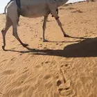 للبيع عشرا كفو. كحيلانيه. حدره قعود السوم 14500