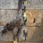شامو الماني صافي