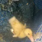 بط بكيني